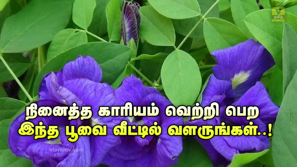 Sangu Poo Benefits in Tamil