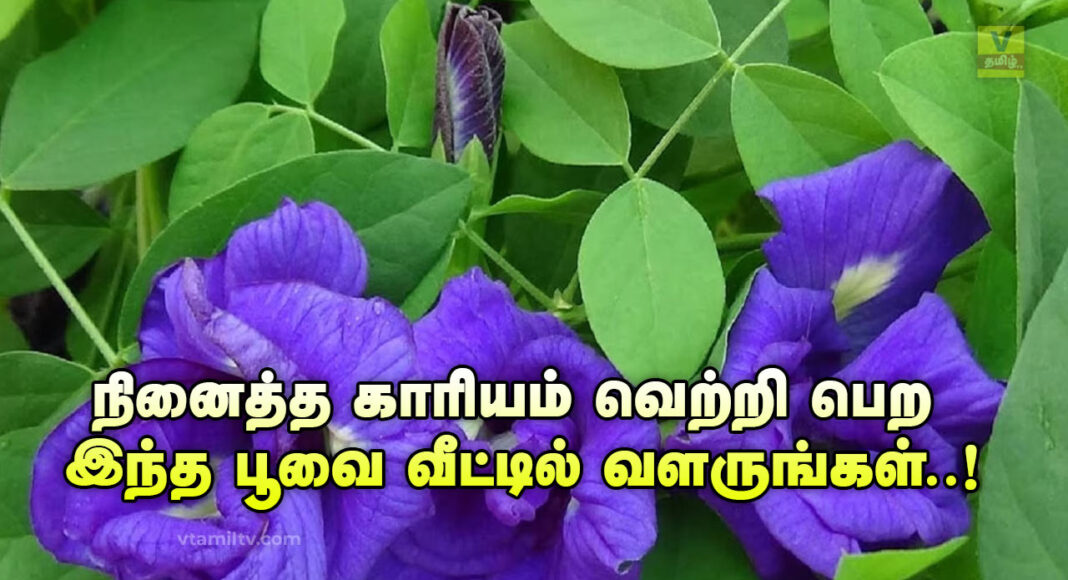 Sangu Poo Benefits in Tamil