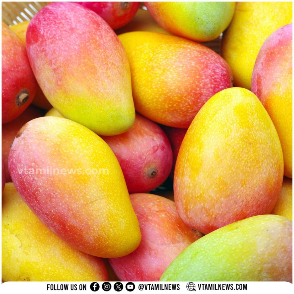 how many mangoes to eat daily (3)